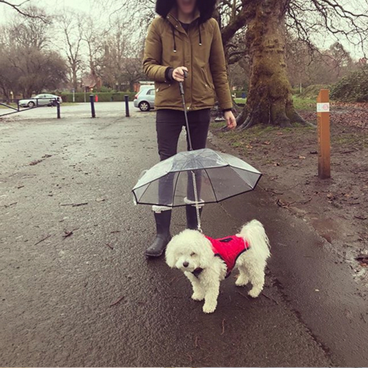 Pet Umbrella for Rainy Day Walks – Shop Without Limits